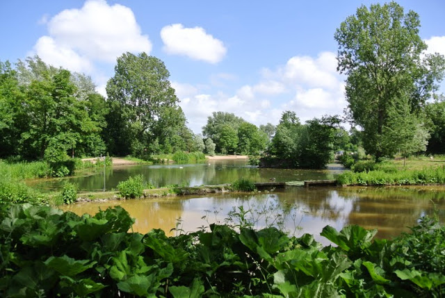 Vijver omringd door bomen